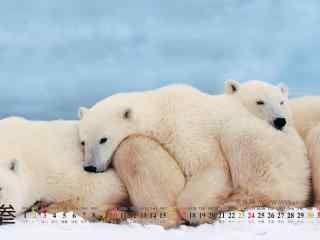 精选北极熊卖萌超级可爱桌面壁纸