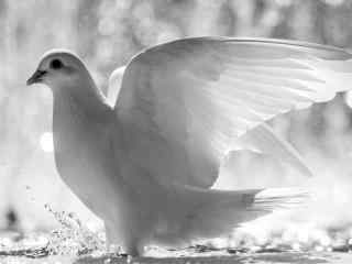 和平的使者鸽子白色宽屏桌面壁纸