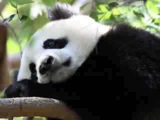 国家一级保护动物可爱熊猫高清桌面壁纸