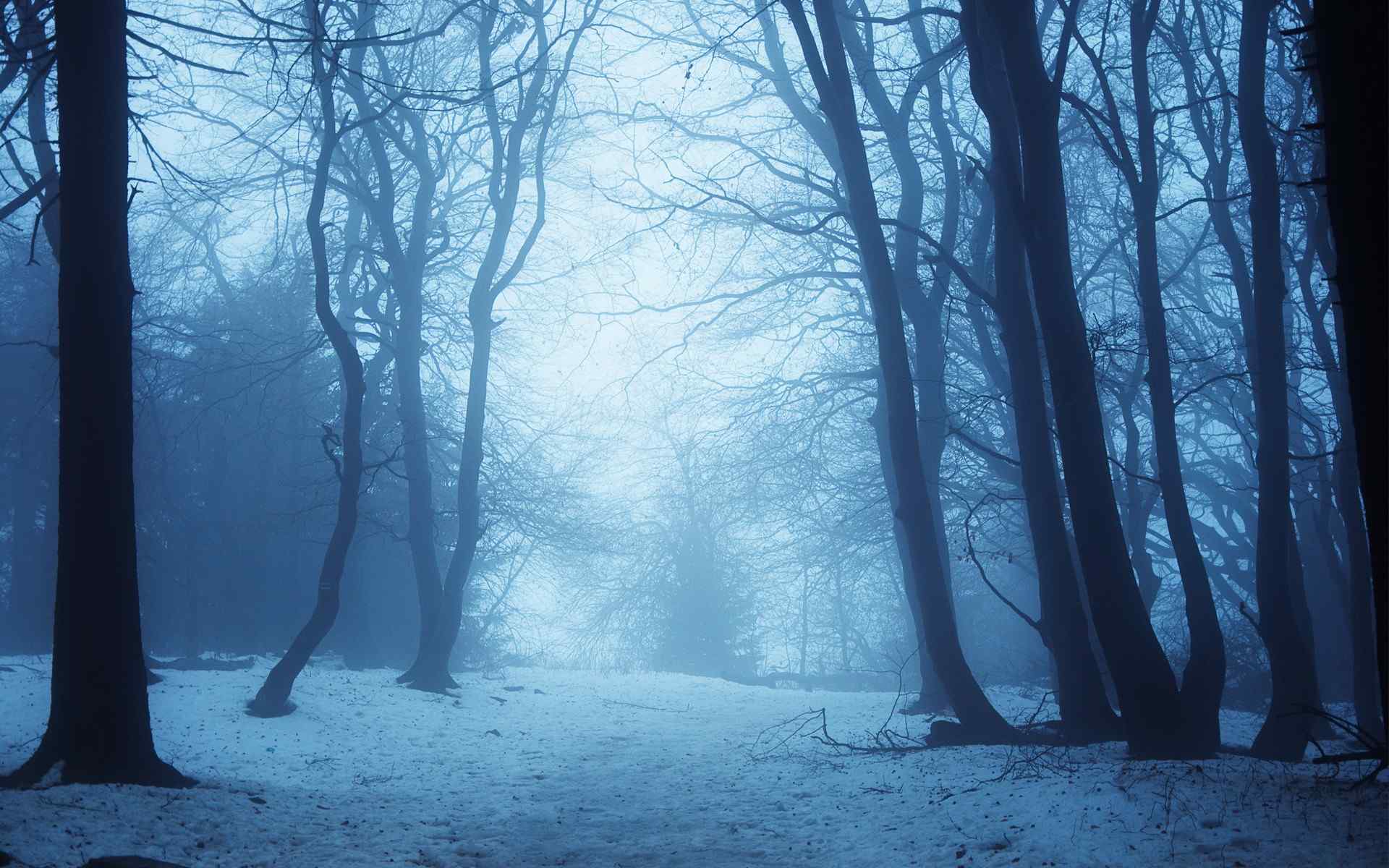 迷雾深林深秋美景桌面壁纸