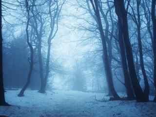 迷雾深林深秋美景桌面壁纸