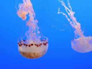 大型浮游生物水母