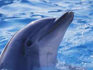 海洋精灵生物海豚