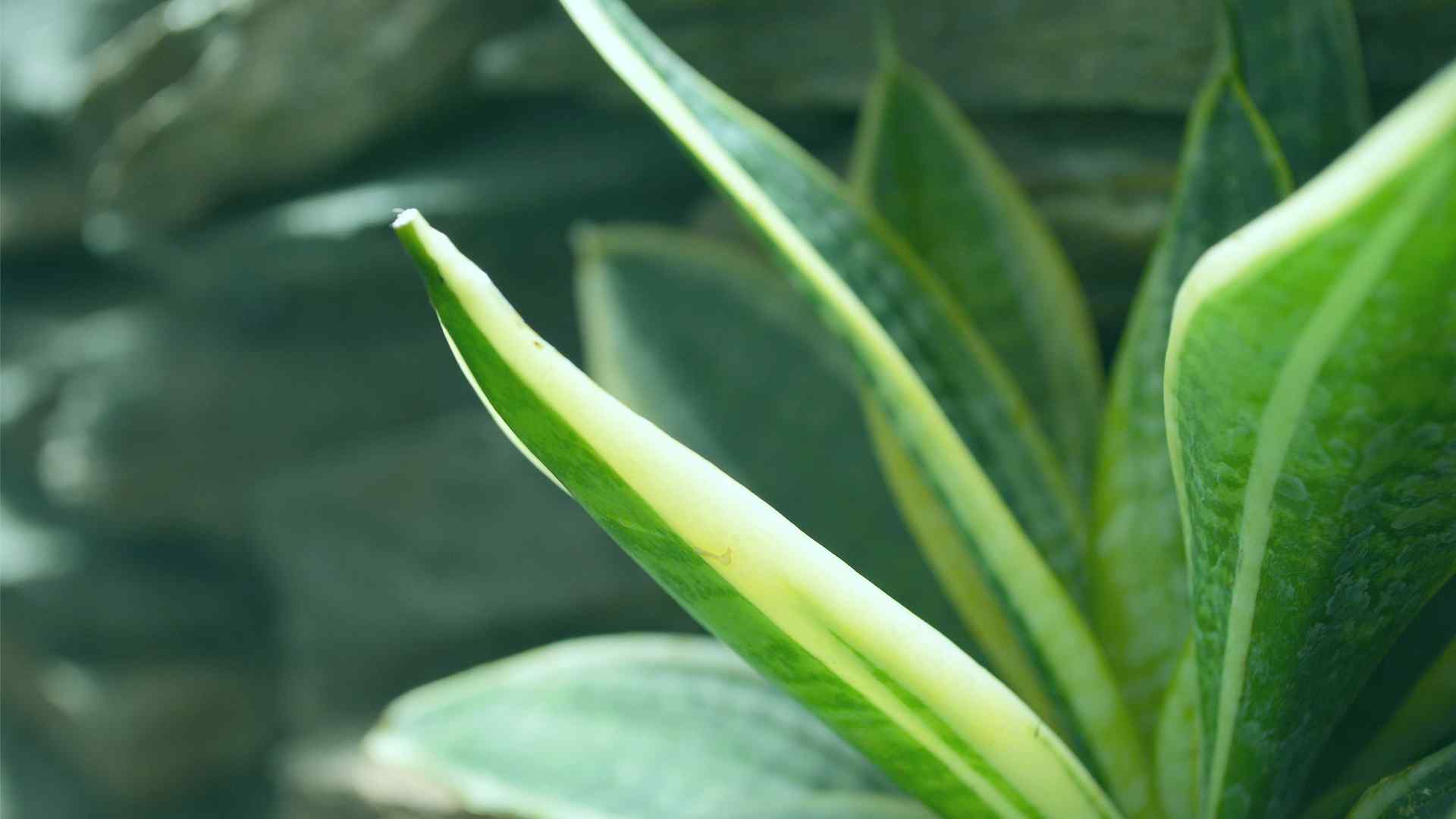 唯美精选植物高清电脑桌面壁纸
