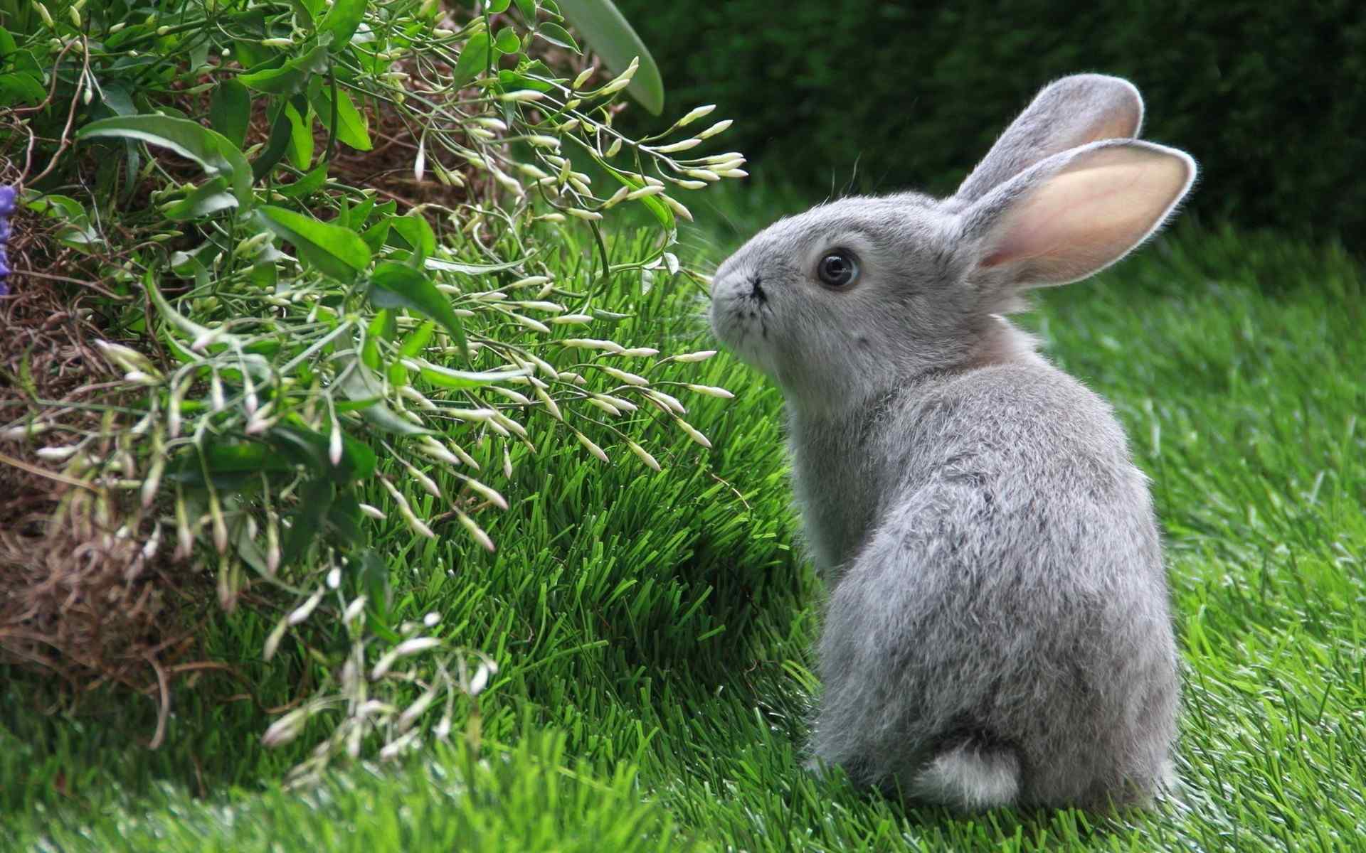 温顺可爱的动物之小兔子高清壁纸