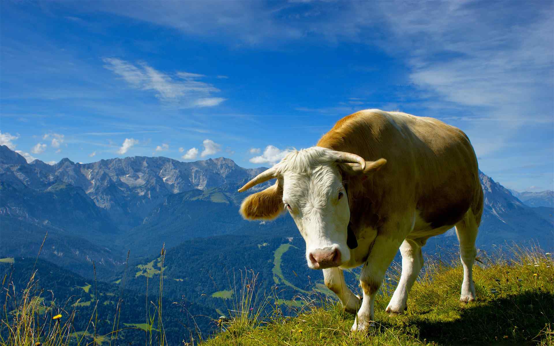 奶牛桌面高清壁纸之可爱的风景图片