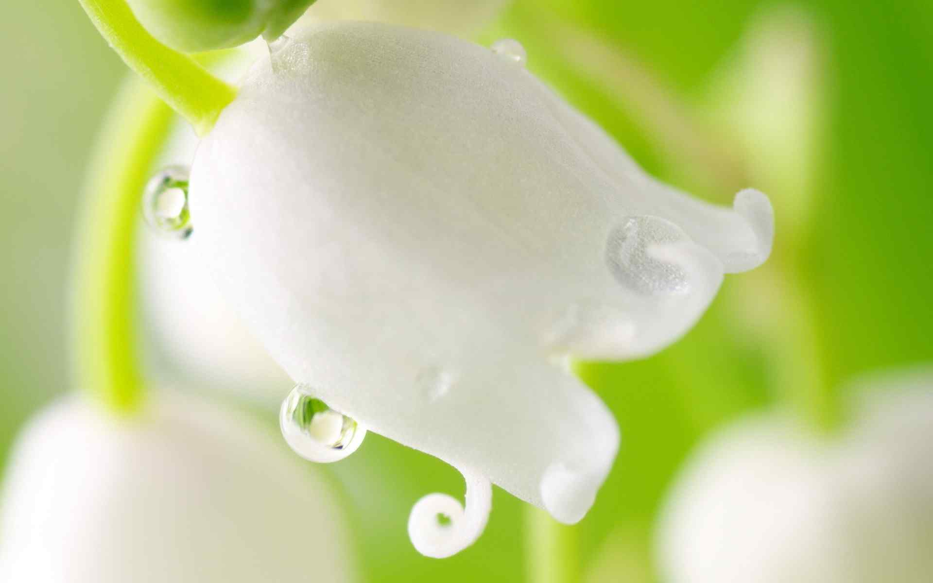 铃兰花桌面壁纸之白色唯美的花朵