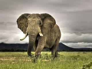 非洲大象图片高清电脑桌面壁纸