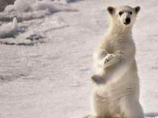 北极熊动物高清电