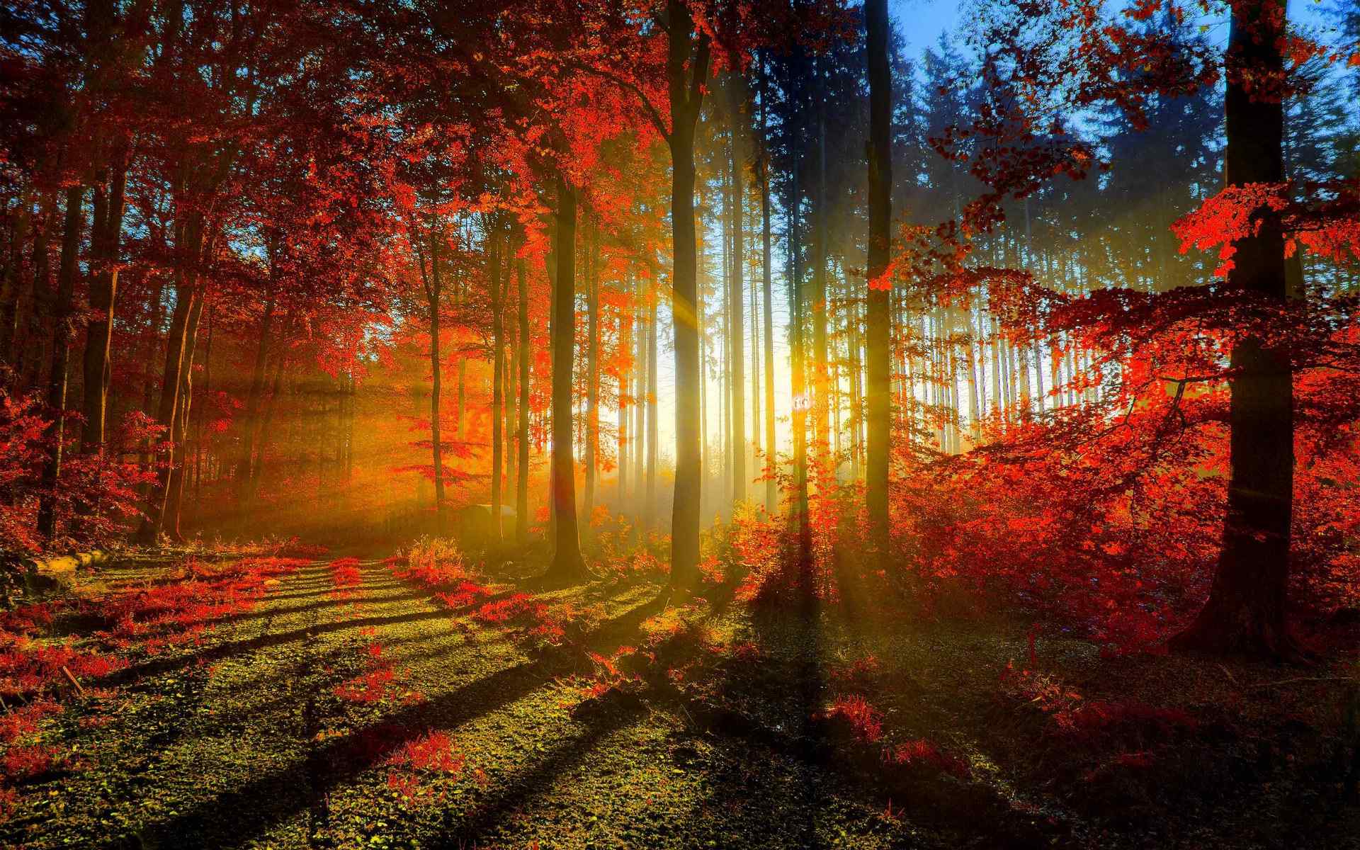 秋天枫叶林中清晨阳光风景高清桌面壁纸
