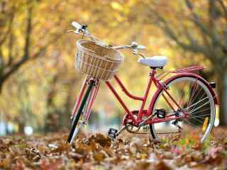 单车秋日唯美风景