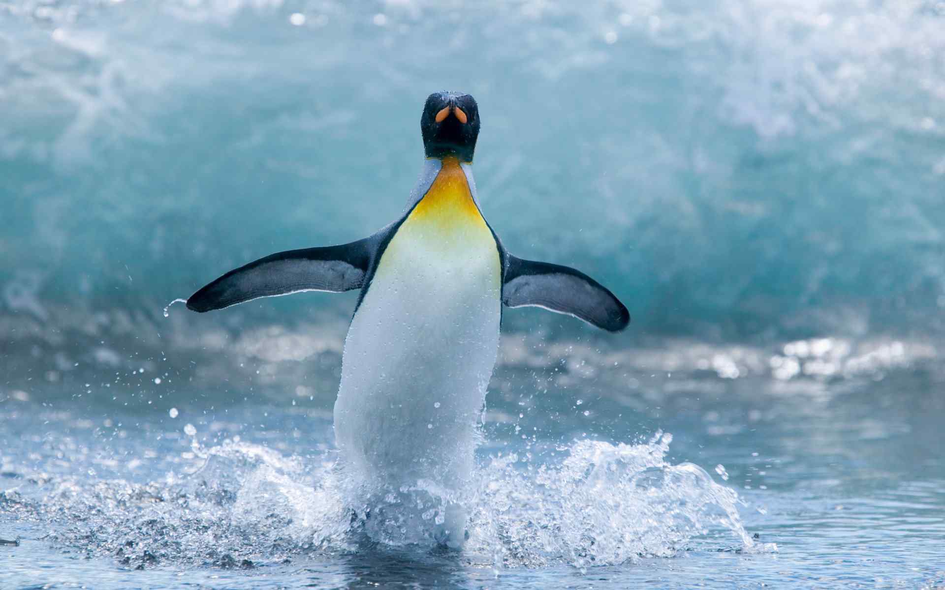 企鹅可爱南极洲野生动物高清电脑壁纸