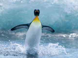 企鹅可爱南极洲野生动物高清电脑壁纸