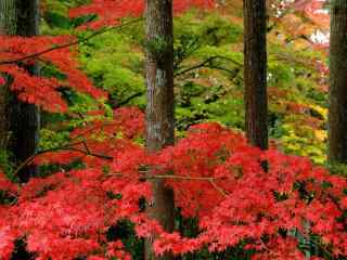 秋风落叶艳红色景