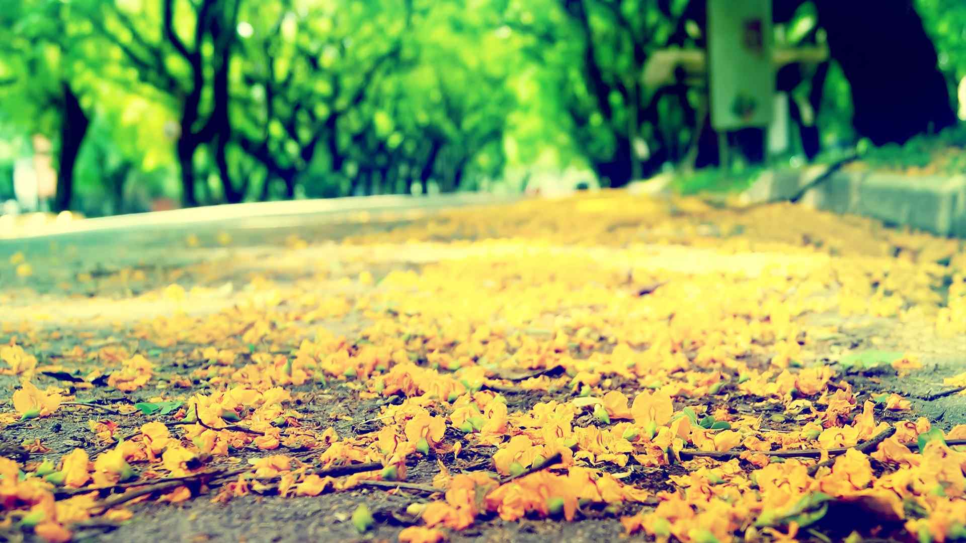 秋日风景树叶落叶宽屏高清壁纸