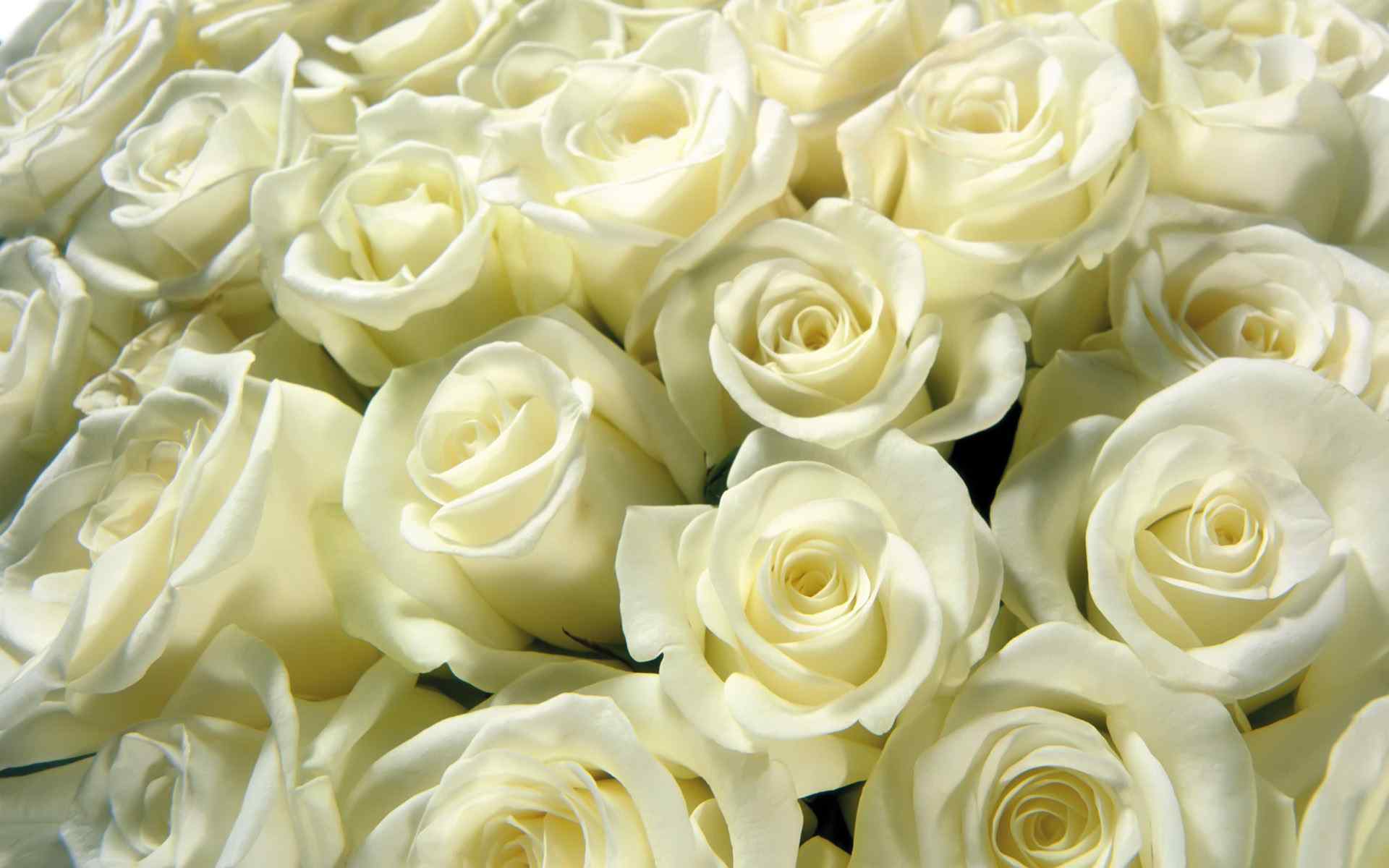 纯洁高雅白色玫瑰花高清电脑壁纸