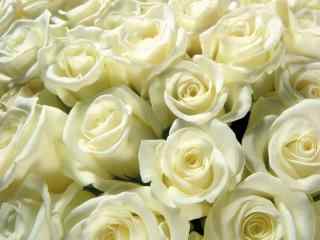 纯洁高雅白色玫瑰