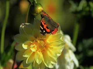 鲜花上的美丽花蝴蝶高清桌面壁纸