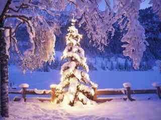 白色圣诞树高清桌面壁纸