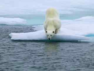 高清可爱北极熊图