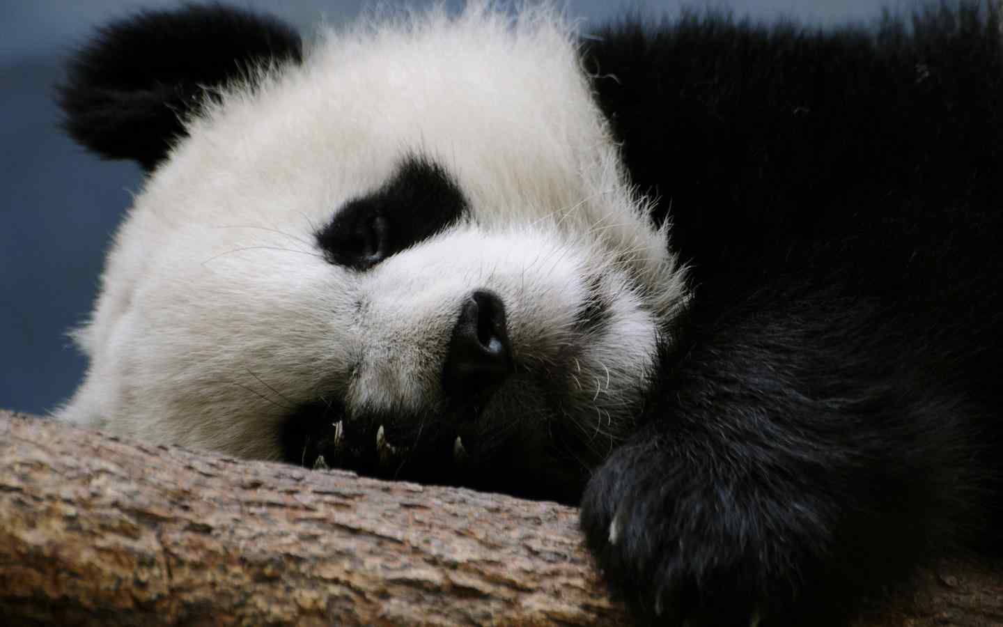 笨拙可爱的国家保护动物熊猫电脑壁纸