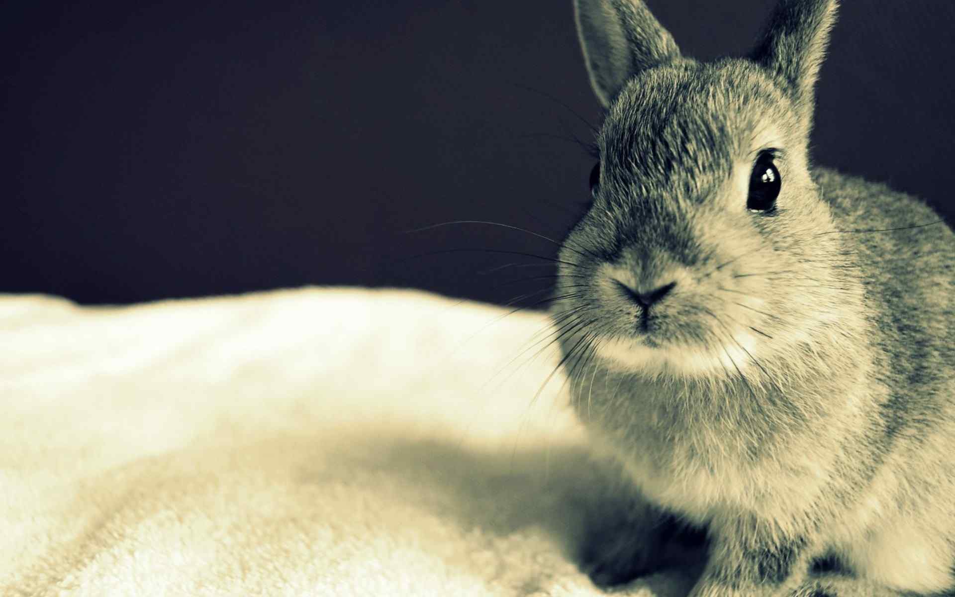 精选可爱超萌宠物兔子图片电脑桌面壁纸