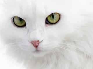 可爱的白色猫咪经典高清桌面壁纸第一辑