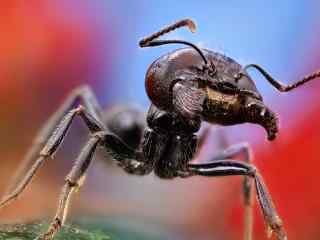 动物世界可爱蚂蚁高清特写电脑桌面壁纸(一)