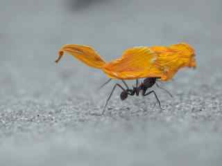 动物世界可爱蚂蚁特写高清桌面壁纸(二)