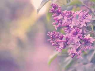 唯美植物紫丁香特