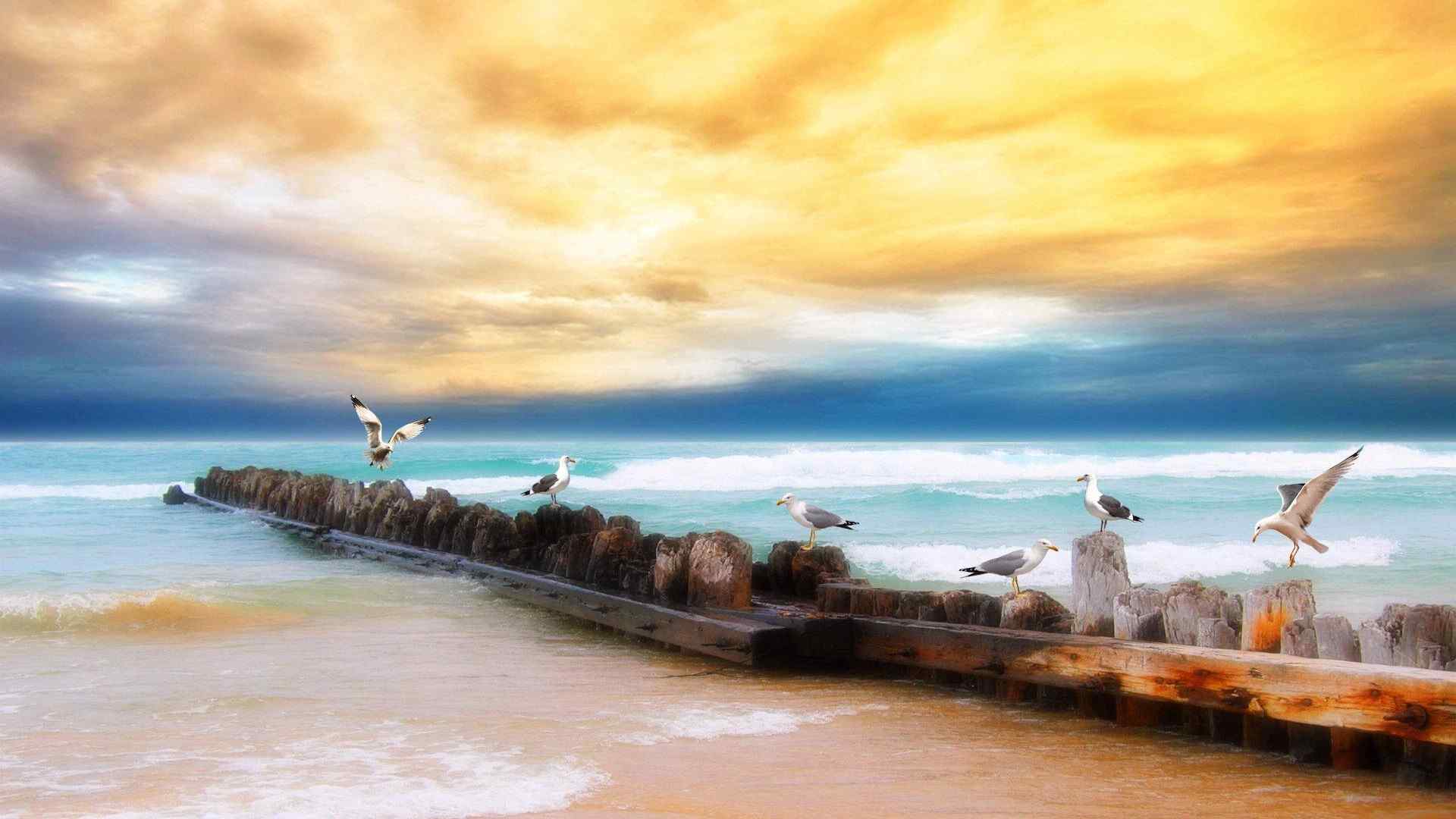 海边飞翔的海鸥唯美风景桌面壁纸高清图片