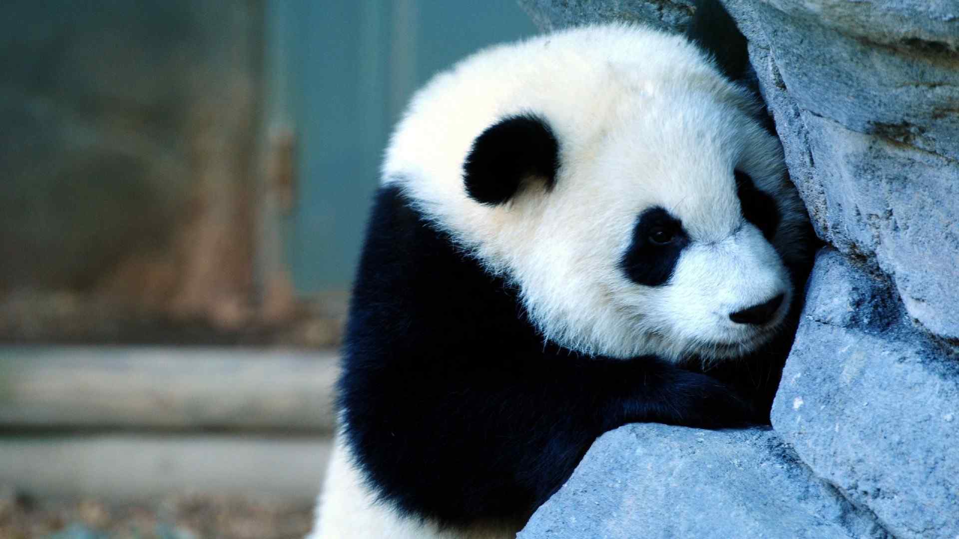 可爱国宝大熊猫高清桌面壁纸_电脑主题网