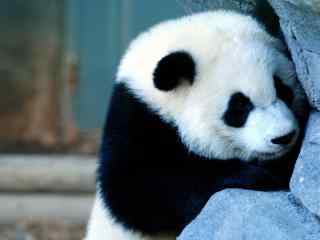 爱卖萌的国宝大熊猫可爱动物桌面壁纸
