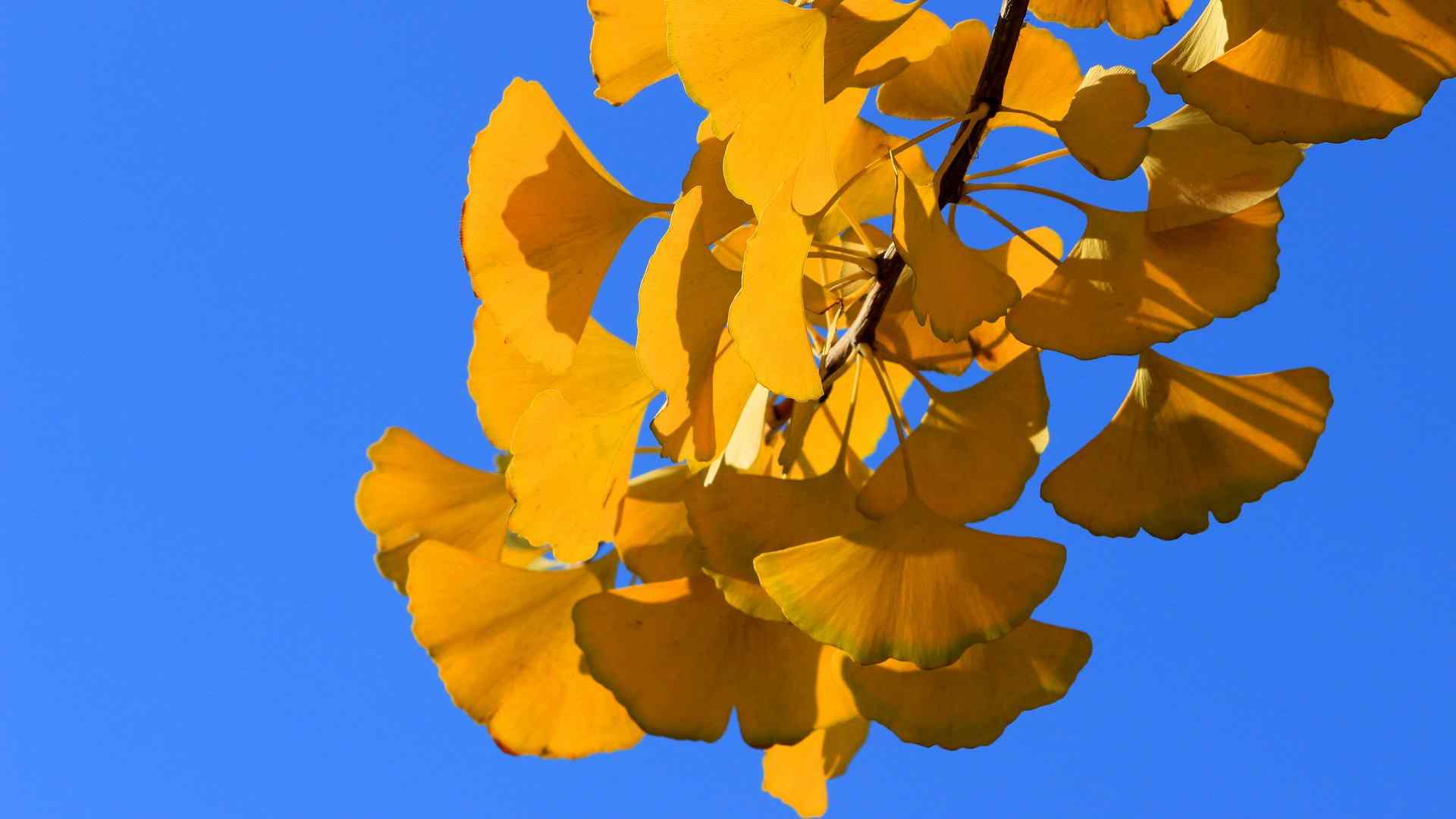 金色秋天下的唯美植物银杏树叶图片高清电脑桌面壁纸下载
