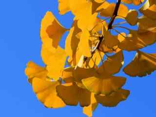 金色秋天下的唯美植物银杏树叶图片高清电脑桌面壁纸下载