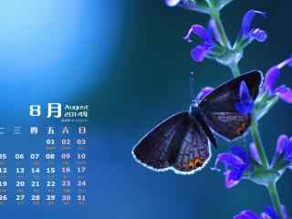 2014年8月唯美蝴蝶翩飞高清电脑桌面壁纸