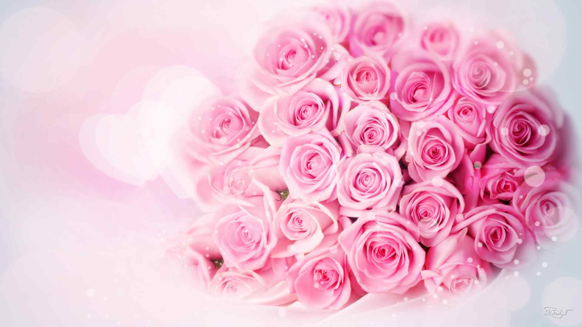 情人节甜蜜粉红色玫瑰宽屏壁纸大全