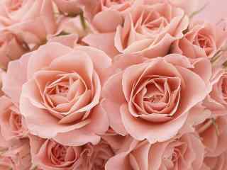 七夕情人节表达爱意的浪漫粉红玫瑰桌面壁纸高清 第一辑