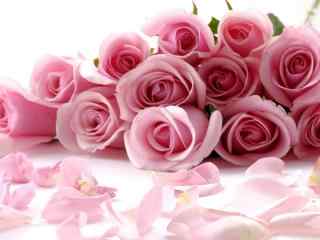 浪漫情人节表达爱意的唯美粉红玫瑰花桌面壁纸高清 第二辑