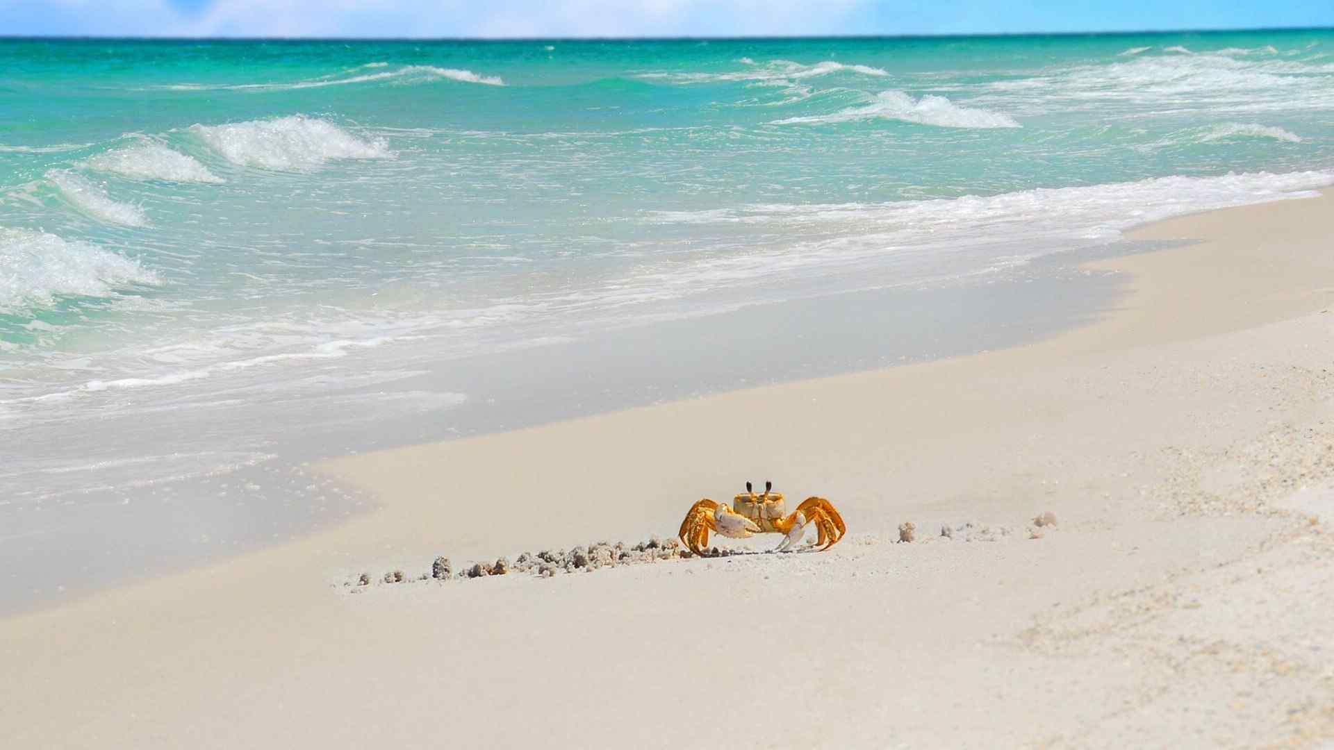 沙滩上的螃蟹高清电脑桌面壁纸图片下载