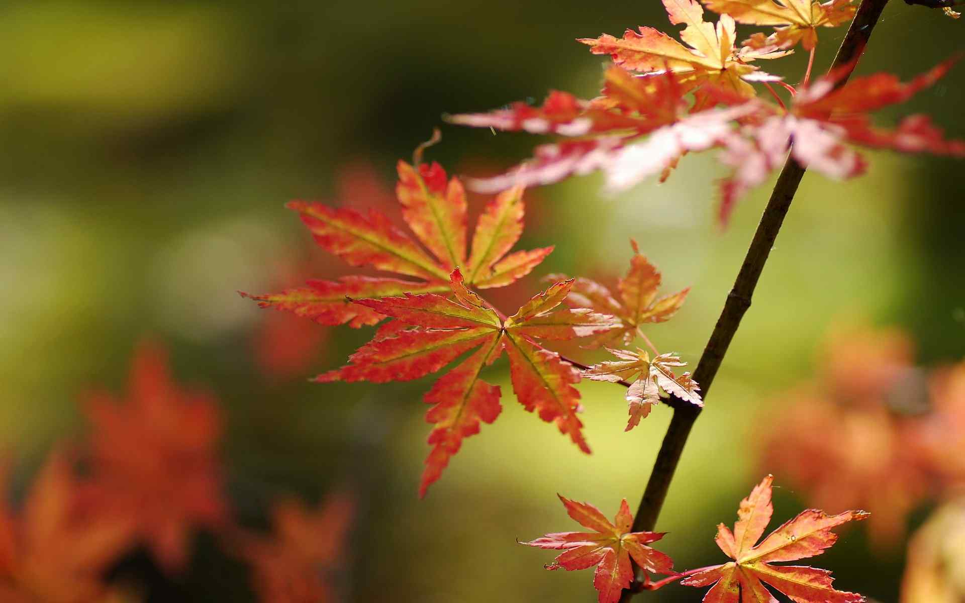 秋季小清新唯美意境火红枫叶高清桌面壁纸(二)