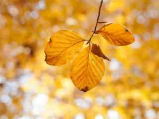 唯美的秋季风景金色树叶图片桌面壁纸高清