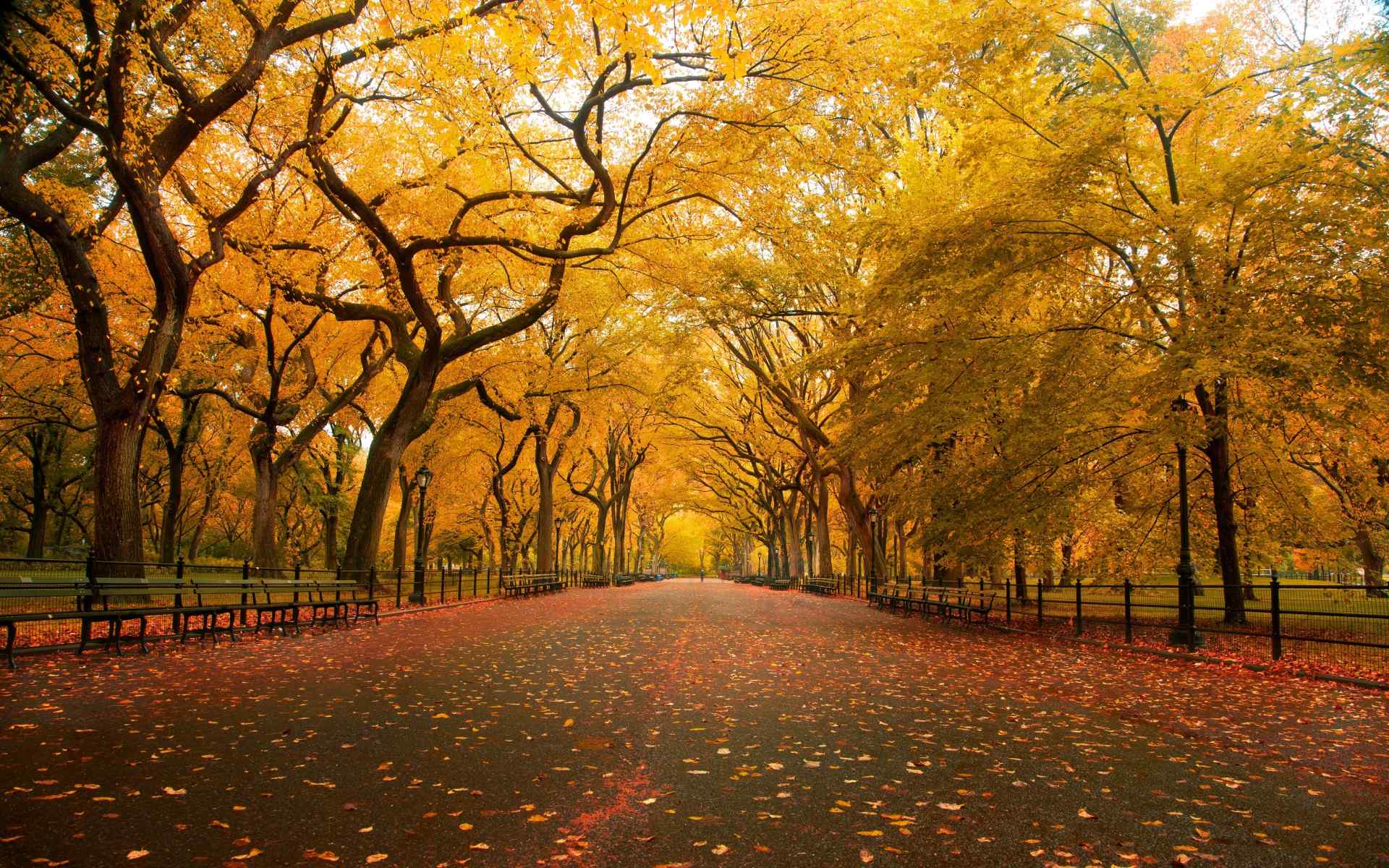 唯美好看的秋天落叶图片桌面壁纸高清