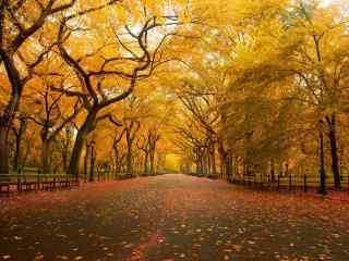 唯美好看的秋天落叶图片桌面壁纸高清