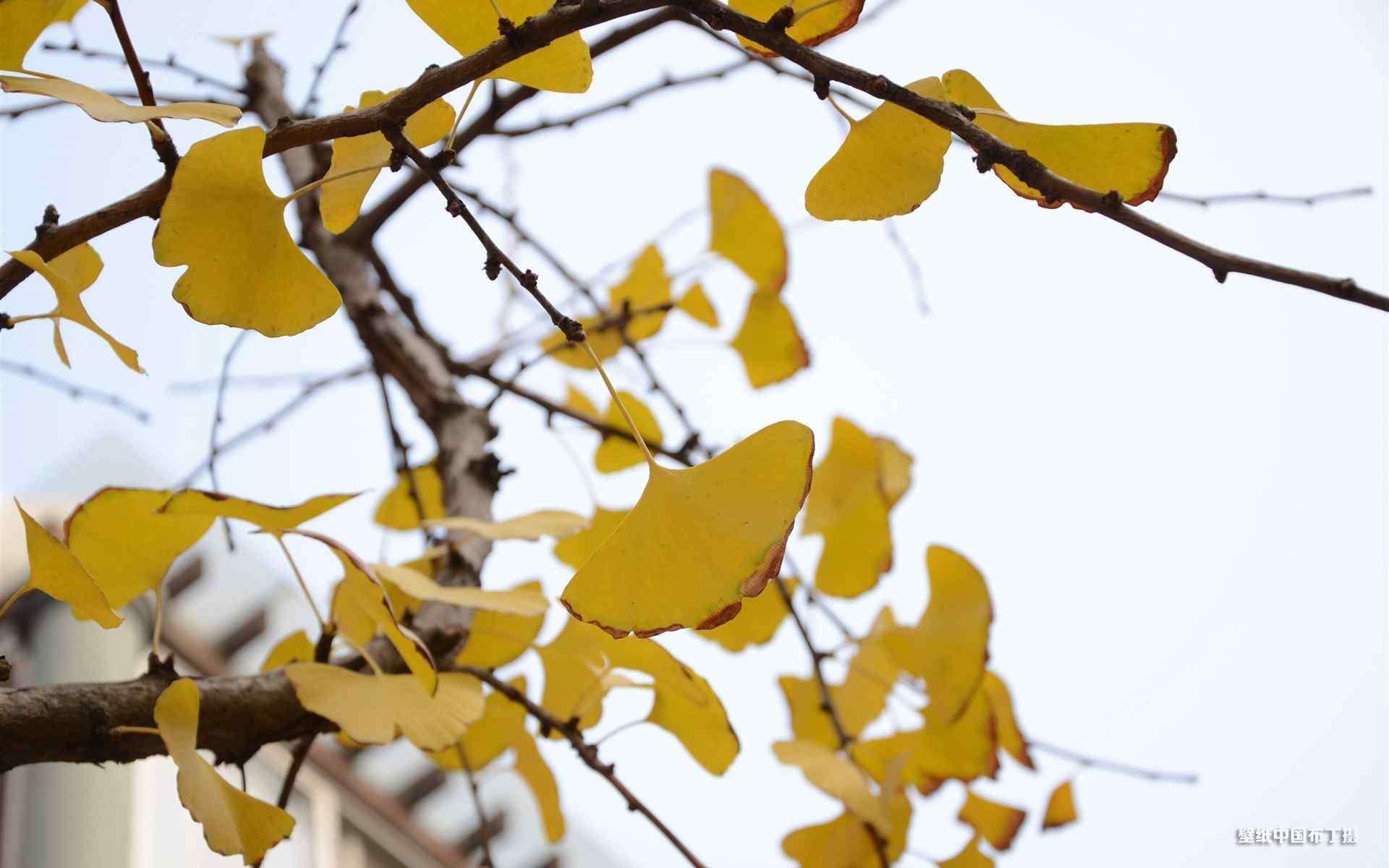 秋天的风光落叶银杏高清电脑桌面主题壁纸(一)