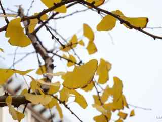 秋天的风光落叶银杏高清电脑桌面主题壁纸(一)