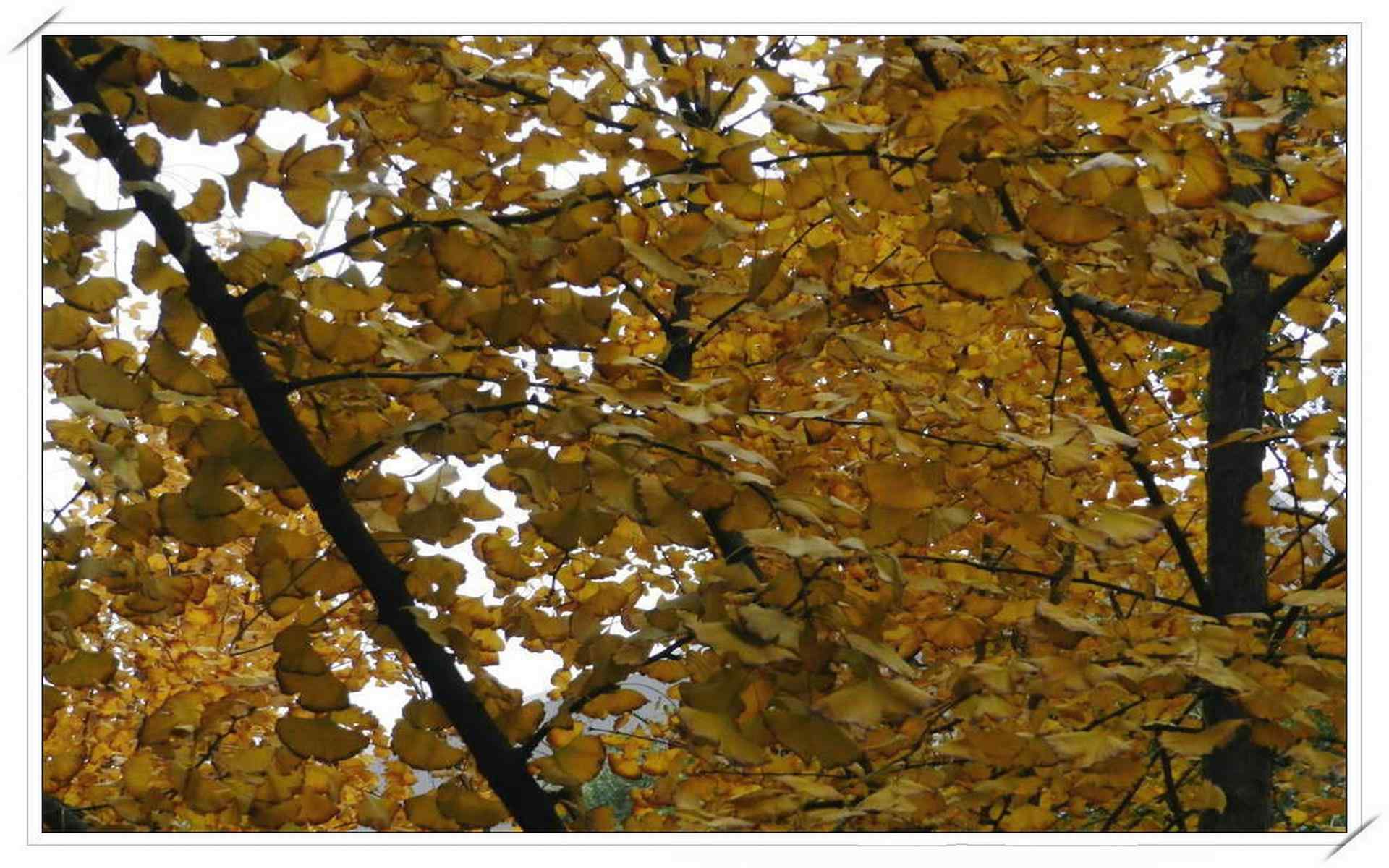 秋天的风光落叶银杏高清电脑桌面主题壁纸(二)