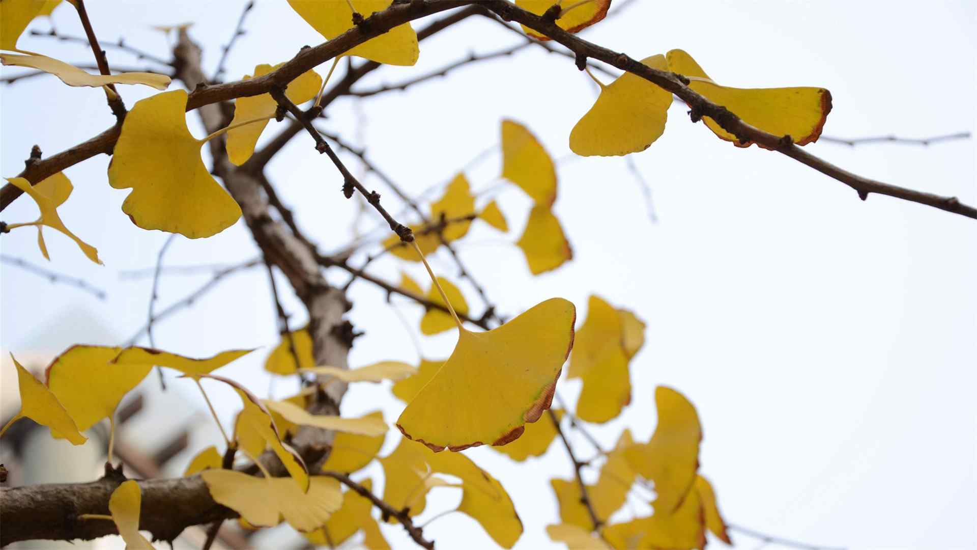 秋天的风光落叶银杏高清电脑桌面主题壁纸(1)