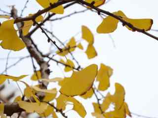 秋天的风光落叶银杏高清电脑桌面主题壁纸(1)
