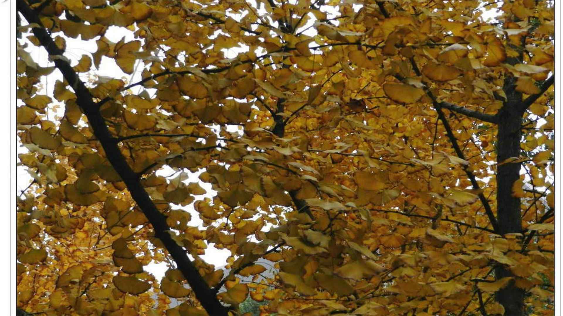 秋天的风光落叶银杏高清电脑桌面主题壁纸(2)